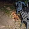 animal, brown_dog, calm, concrete, dog, domestic_animal, furniture, garden, grass, nature, nighttime, outdoor, pet, plastic_chair, quiet, relaxing, resting, shadow, sleeping, table