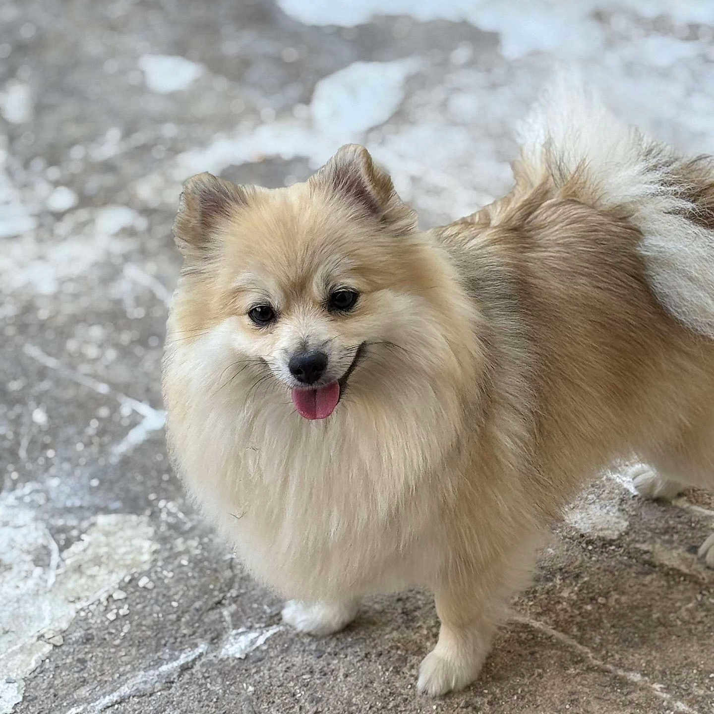 Nala a rejoint le concours — aidez-le/la à gagner de superbes lots ! animal, canine, companion, cream_coat, cute, dog, fluffy, friendly, fur, ground, happy, mammal, outdoor, pet, playful, pomeranian, small_dog, standing, tan_coat, tongue_out