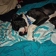 Buddy Love joined the competition — help win amazing prizes! dog, sleeping, bed, blanket, blue, white, black, collar, resting, indoor, cozy, pet, animal, fur, paw, snout, relaxing, comfort, home, blanket_pattern