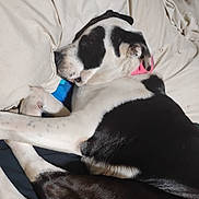 Bandit is registered to the contest to win money with this photo: bed, black_and_white, blanket, canine, close_up, collar, cozy, dog, domestic_animal, ear, fur, indoors, paw, pet, pillow, pink_collar, resting, sheets, sleeping, snout