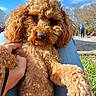 dog, curly_fur, brown, pet, outdoor, sunny, blue_sky, grass, person, hand, jeans, nature, park, close_up, animal, canine, relaxed, cute, daytime, playing