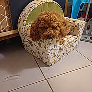 Taz a rejoint le concours — aidez-le/la à gagner de superbes lots ! dog, brown_dog, curly_fur, sleeping, small_chair, animal_pattern, indoor, tile_floor, furniture, cozy, pet, cute, resting, living_room, home, relaxation, domestic_animal, canine, seat, napping