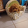 dog, brown_dog, curly_fur, sleeping, small_chair, animal_pattern, indoor, tile_floor, furniture, cozy, pet, cute, resting, living_room, home, relaxation, domestic_animal, canine, seat, napping