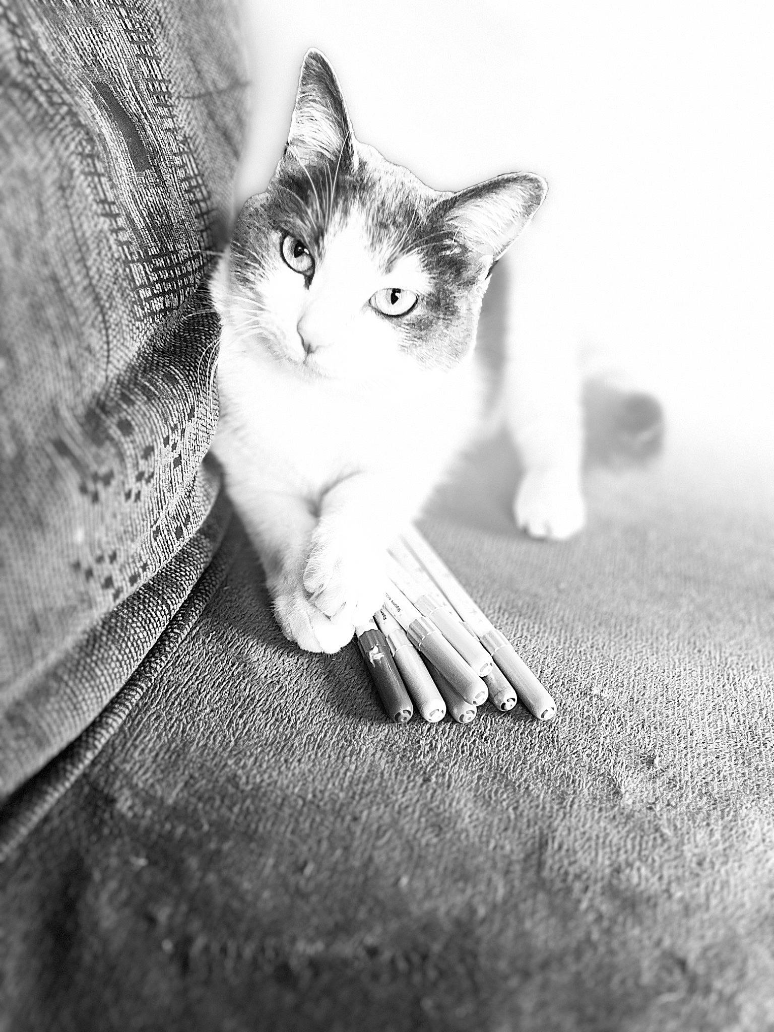 Tiny a rejoint le concours — aidez-le/la à gagner de superbes lots ! black, black_and_white, carnivore, cat, eye, felidae, flash_photography, gesture, grass, grey, hand, monochrome, monochrome_photography, plant, small_to_medium_sized_cats, snout, style, tree, whiskers, wood