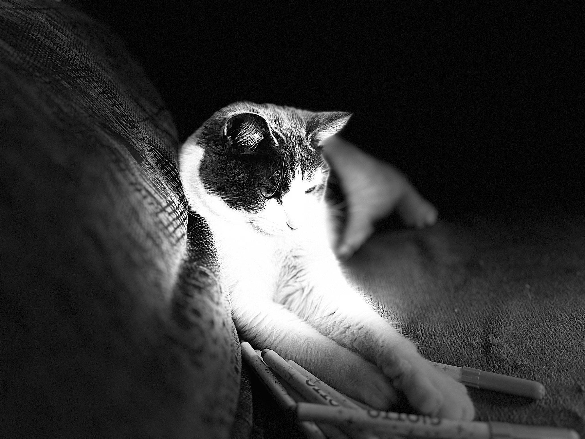 Tiny participe au concours pour gagner de l'argent avec cette photo : black_and_white, carnivore, cat, darkness, domestic_short_haired_cat, felidae, flash_photography, fur, grey, human_leg, monochrome, monochrome_photography, paw, shadow, small_to_medium_sized_cats, still_life_photography, style, tail, terrestrial_animal, whiskers