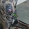 dog, brindle, large_dog, mastiff, portrait, close_up, tongue_out, collar, green_collar, sitting, lying_down, indoor, rug, tile_floor, furniture, gray_coat, brown_coat, pet, canine, face
