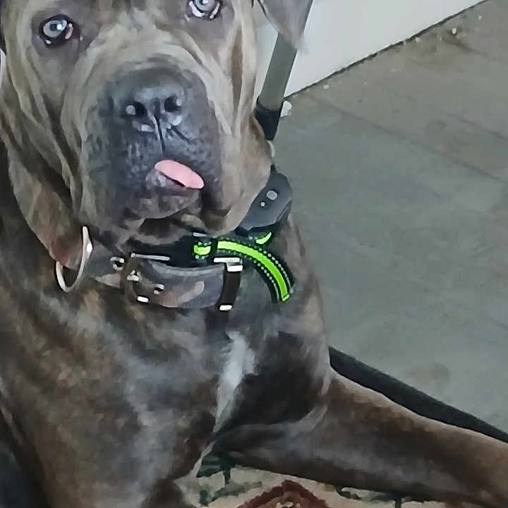 Nala joined the competition — help win amazing prizes! dog, brindle, large_dog, mastiff, portrait, close_up, tongue_out, collar, green_collar, sitting, lying_down, indoor, rug, tile_floor, furniture, gray_coat, brown_coat, pet, canine, face