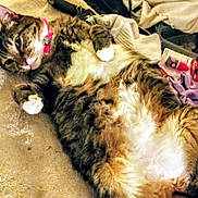 Stumpy joined the competition — help win amazing prizes! cat, tabby, feline, pet, collar, pink_collar, fluffy, relaxed, lying_down, blanket, beige, fur, whiskers, paw, indoor, household_items, lipstick, purple_cloth, clutter, soft