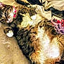 cat, tabby, feline, pet, collar, pink_collar, fluffy, relaxed, lying_down, blanket, beige, fur, whiskers, paw, indoor, household_items, lipstick, purple_cloth, clutter, soft