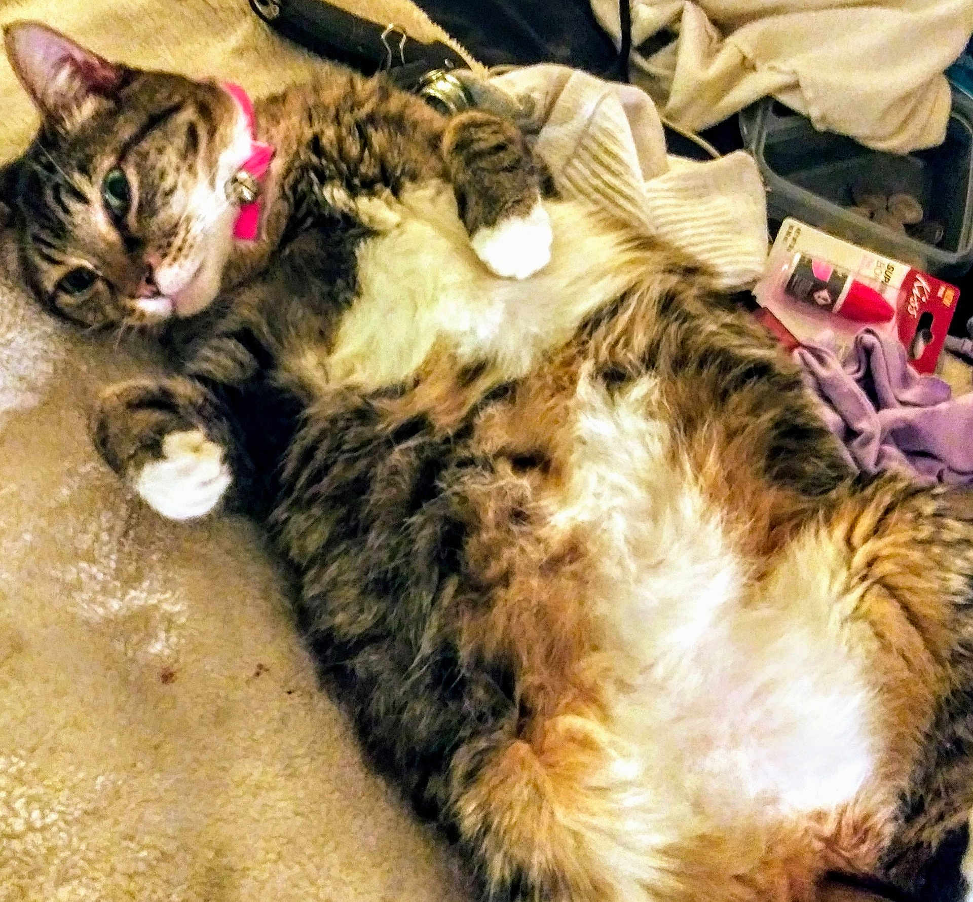 Stumpy joined the competition — help win amazing prizes! cat, tabby, feline, pet, collar, pink_collar, fluffy, relaxed, lying_down, blanket, beige, fur, whiskers, paw, indoor, household_items, lipstick, purple_cloth, clutter, soft
