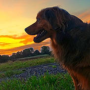 Néo participe au concours pour gagner de l'argent avec cette photo : dog, sunset, outdoor, grass, nature, animal, canine, field, sky, silhouette, landscape, evening, fur, profile, peaceful, scenic, trees, clouds, open_space, colorful_sky
