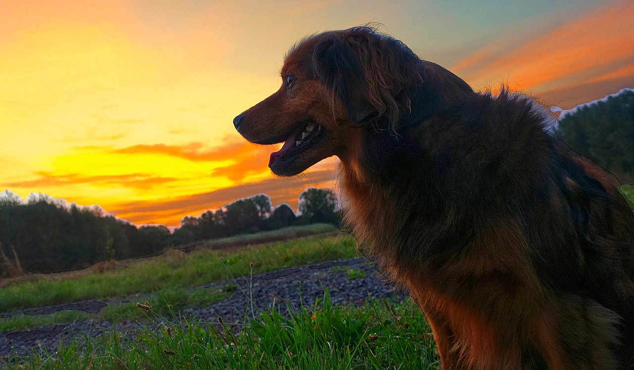 Néo participe au concours pour gagner de l'argent avec cette photo : dog, sunset, outdoor, grass, nature, animal, canine, field, sky, silhouette, landscape, evening, fur, profile, peaceful, scenic, trees, clouds, open_space, colorful_sky