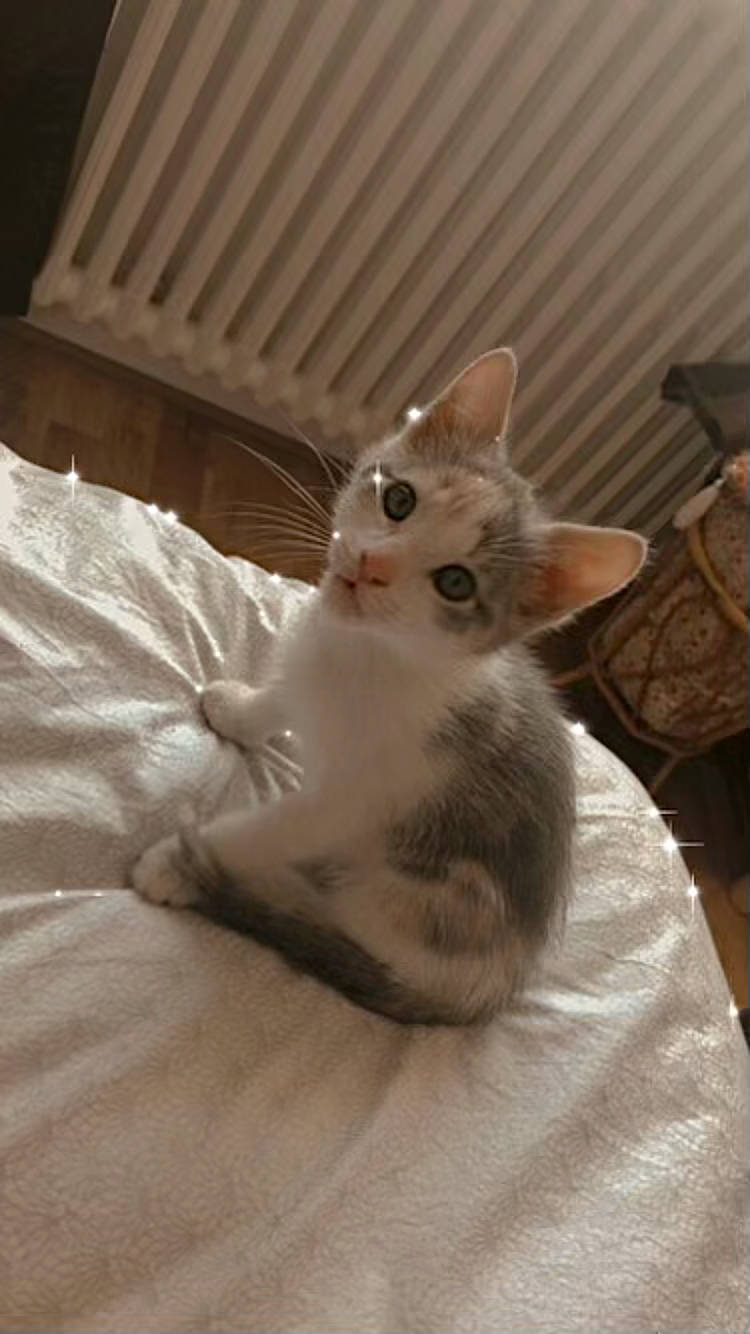 Stella participe au concours pour gagner de l'argent avec cette photo : carnivore, cat, claw, comfort, domestic_short_haired_cat, eye, fawn, felidae, fur, hardwood, paw, sitting, small_to_medium_sized_cats, snout, tail, whiskers, wood