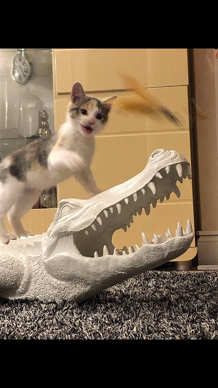 Stella participe au concours pour gagner de l'argent avec cette photo : art, carmine, carnivore, cat, claw, companion_dog, domestic_short_haired_cat, fang, fawn, felidae, foot, fur, jaw, metal, paw, photo_caption, small_to_medium_sized_cats, snout, tail, whiskers