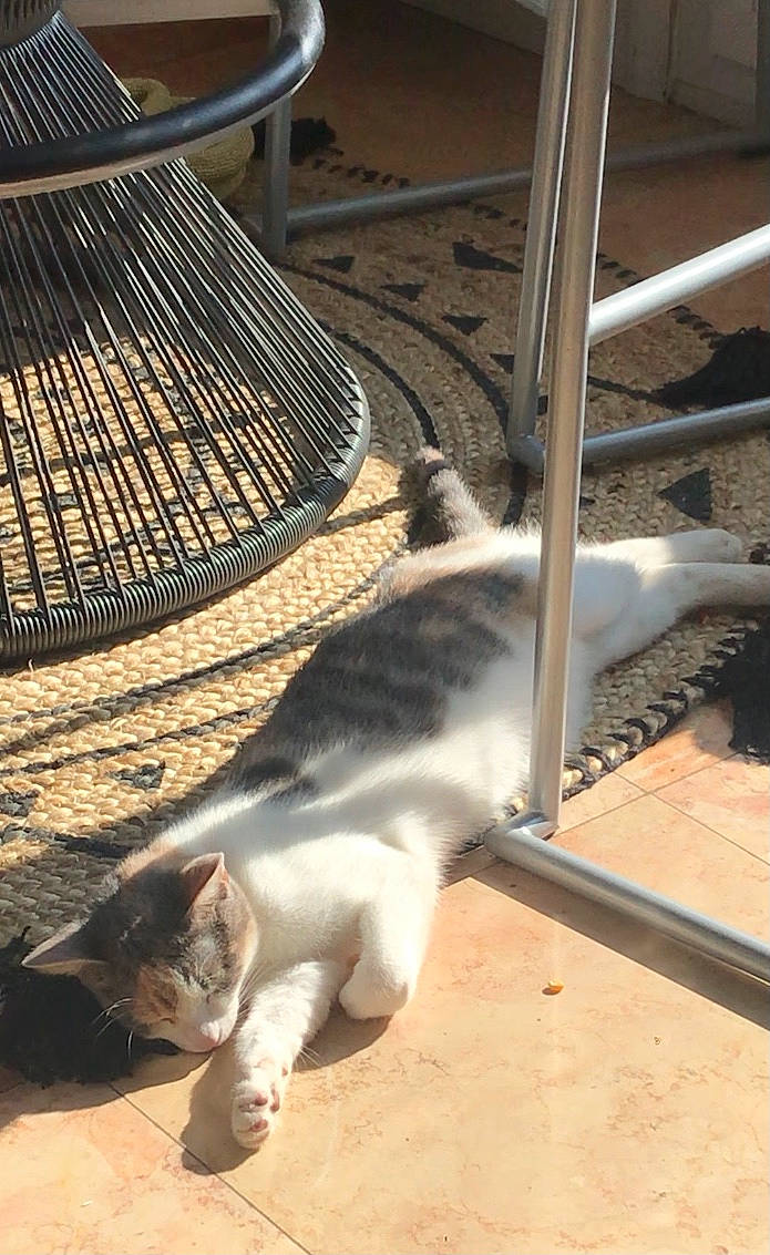 Stella participe au concours pour gagner de l'argent avec cette photo : animal_shelter, cage, carnivore, cat, comfort, domestic_short_haired_cat, felidae, fence, flooring, fur, mesh, metal, paw, pet_supply, small_to_medium_sized_cats, snout, steel, tail, whiskers, wood