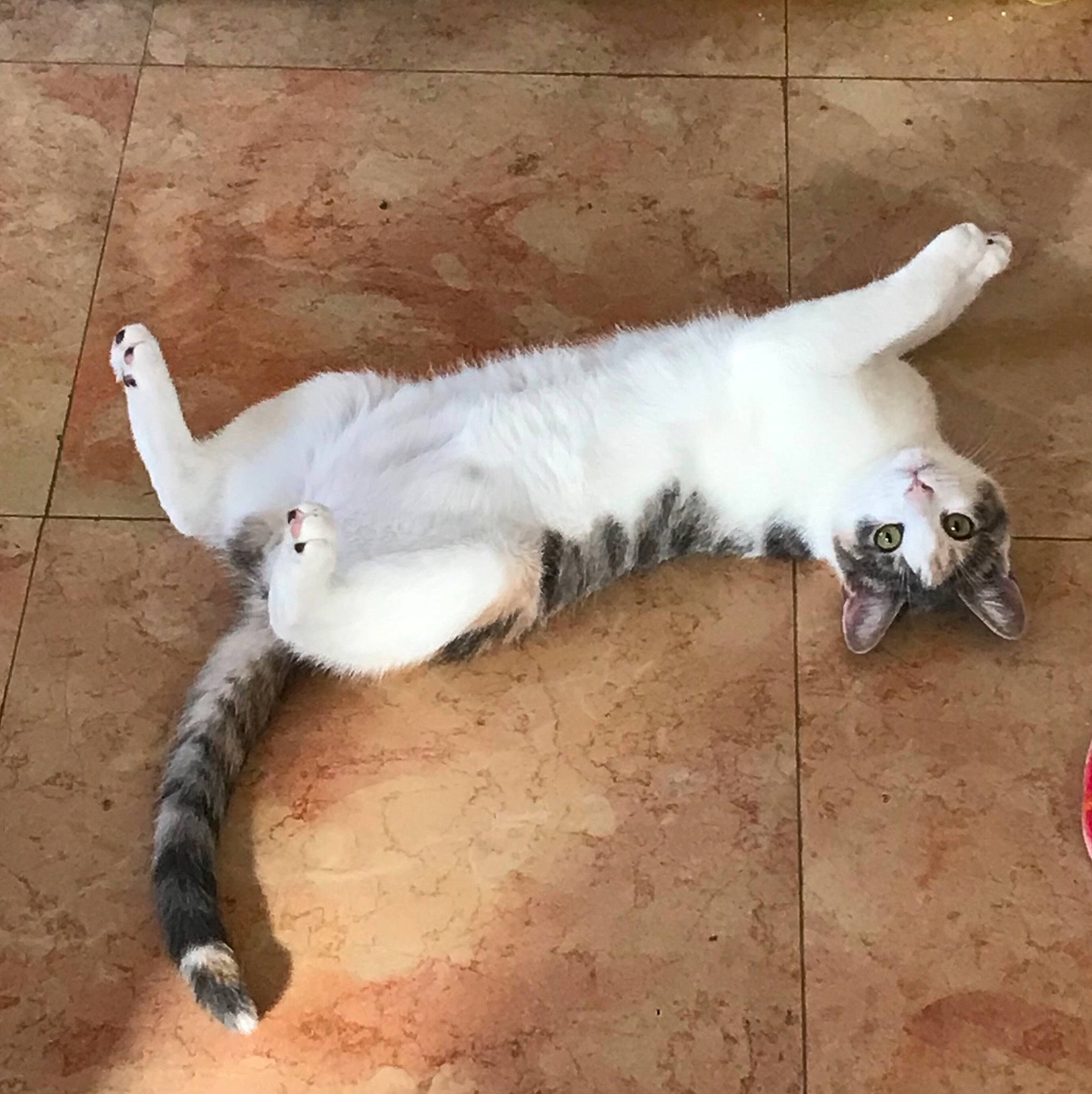 Stella a rejoint le concours — aidez-le/la à gagner de superbes lots ! carnivore, cat, claw, companion_dog, dog_breed, domestic_short_haired_cat, fawn, felidae, flooring, foot, fur, head, paw, small_to_medium_sized_cats, snout, tail, terrestrial_animal, vertebrate, whiskers, wood