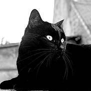 Wapi a rejoint le concours — aidez-le/la à gagner de superbes lots ! animal, black_and_white, black_cat, cat, close_up, eyes, feline, fur, looking_away, monochrome, mysterious, nature, outdoor, pet, portrait, quiet, relaxed, texture, whiskers, wildlife
