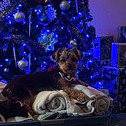 Pixie is registered to the contest to win money with this photo: dog, towels, christmas_tree, christmas_lights, ornaments, wrapped_gifts, indoor, holiday, festive, decorations, blue_lights, fur, pet, pile, relaxing, cozy, home, celebration, tinsel, gift_wrapping
