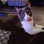 Enzo joined the competition — help win amazing prizes! cat, gray_cat, white_cat, indoor, pet, animal, feline, floor, wood_floor, couch, patterned_blanket, curious, relaxed, collar, tag, ears, whiskers, home, domestic, resting