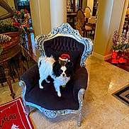 Batman joined the competition — help win amazing prizes! dog, chair, decor, holiday, christmas, pillow, floor, tile, ornate, black, white, interior, furniture, pet, living_room, statue, red, greenery, light, window