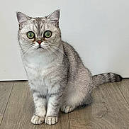 Flora joined the competition — help win amazing prizes! cat, silver_tabby, wide_eyes, sitting, wooden_floor, indoor, pet, feline, whiskers, tail, alert, domestic_cat, cute, fur, ears, flooring, animal, portrait, looking, small