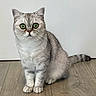 cat, silver_tabby, wide_eyes, sitting, wooden_floor, indoor, pet, feline, whiskers, tail, alert, domestic_cat, cute, fur, ears, flooring, animal, portrait, looking, small