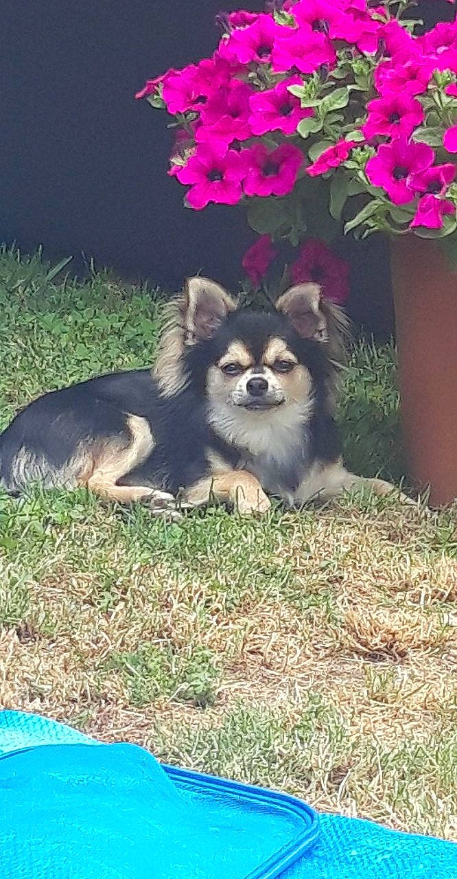 Chico participe au concours pour gagner de l'argent avec cette photo : canidae, carnivore, companion_dog, dog, dog_breed, dog_supply, fawn, flower, flowerpot, fur, german_spitz_klein, german_spitz_mittel, grass, petal, plant, snout, spitz, sporting_group, toy_dog, working_dog