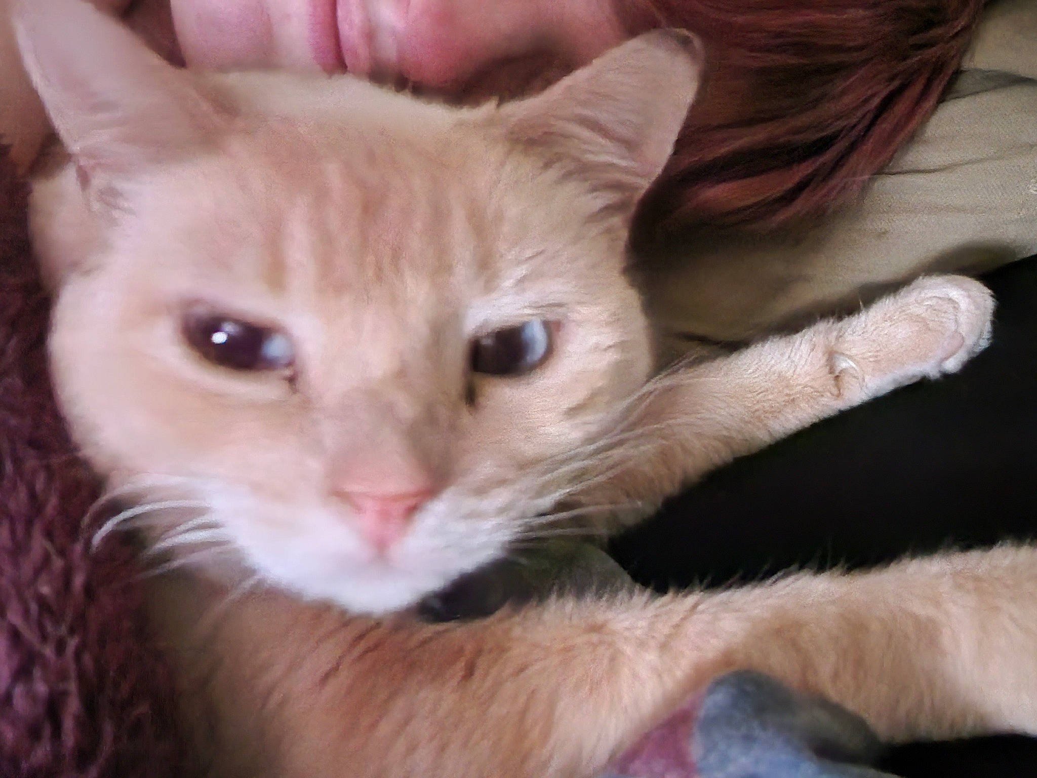 Jasmine is registered to the contest to win money with this photo: carnivore, cat, comfort, domestic_short_haired_cat, ear, eye, fawn, felidae, fur, head, paw, small_to_medium_sized_cats, snout, tail, terrestrial_animal, whiskers