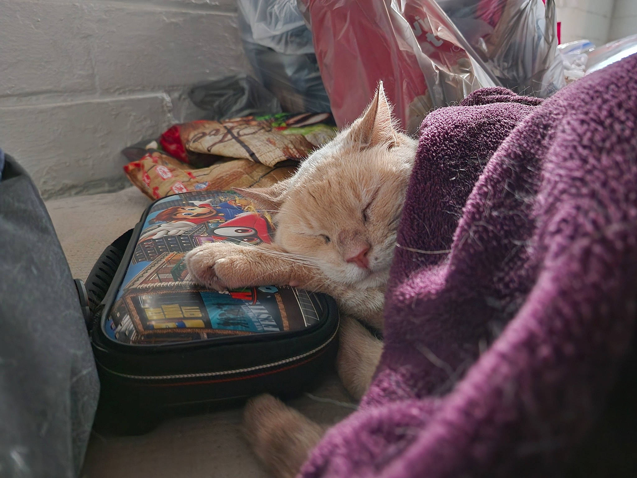 Jasmine is registered to the contest to win money with this photo: bag, bombay, carnivore, cat, comfort, communication_device, domestic_short_haired_cat, felidae, fur, lap, linens, magenta, purple, small_to_medium_sized_cats, textile, thread, whiskers, wool, woolen, woven_fabric