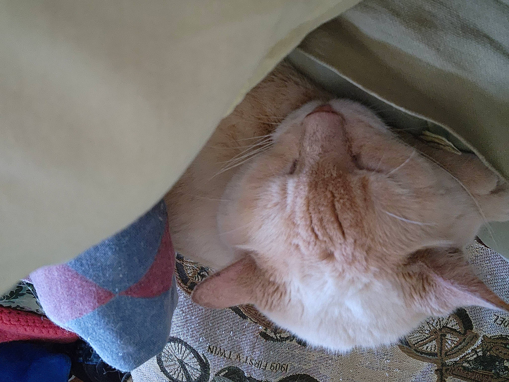 Jasmine joined the competition — help win amazing prizes! carnivore, cat, claw, comfort, electric_blue, fawn, felidae, foot, fur, gesture, human_leg, nail, paw, small_to_medium_sized_cats, snout, vein, whiskers, wrinkle, wrist