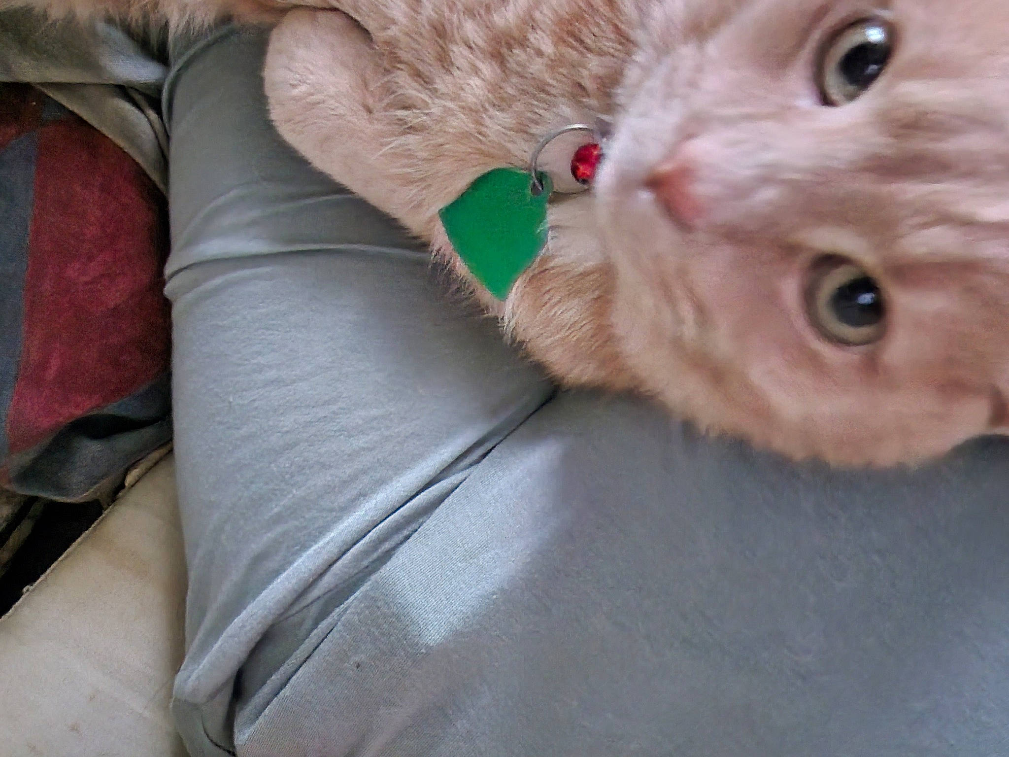 Jacob joined the competition — help win amazing prizes! bed, carnivore, cat, claw, comfort, domestic_short_haired_cat, eye, fawn, felidae, fur, leg, linens, nail, paw, small_to_medium_sized_cats, snout, stuffed_toy, tail, whiskers