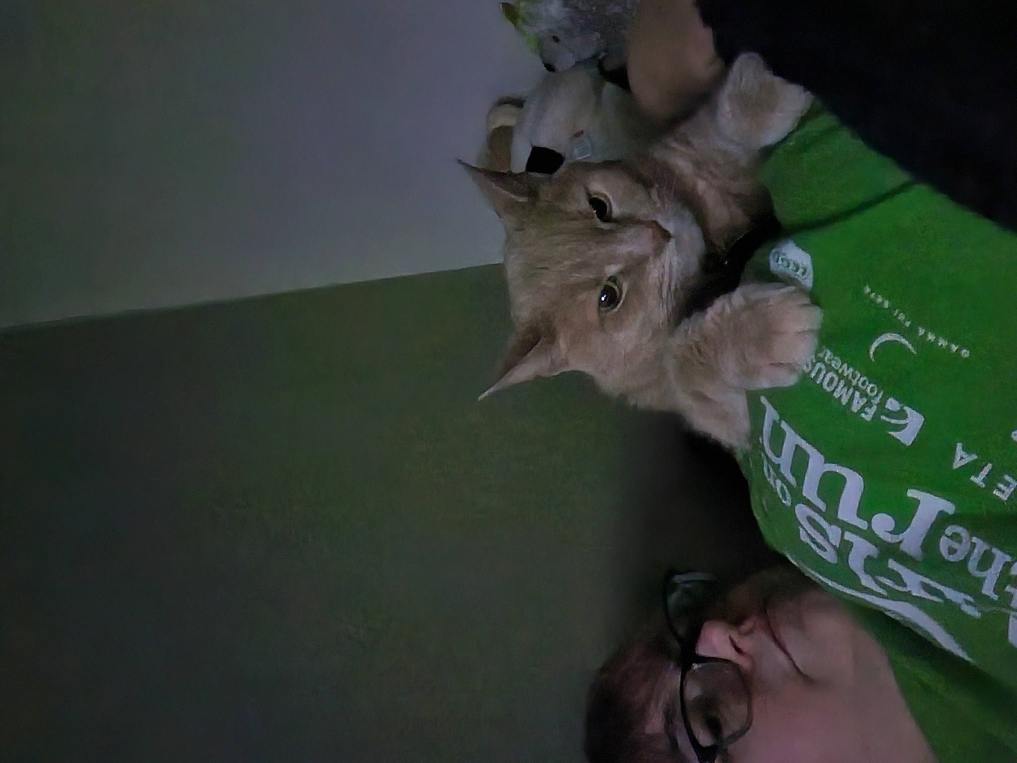 Jacob joined the competition — help win amazing prizes! cat, domestic_short_haired_cat, felidae, finger, fur, gesture, hand, nail, paper, paper_product, small_to_medium_sized_cats, tail, tree, whiskers