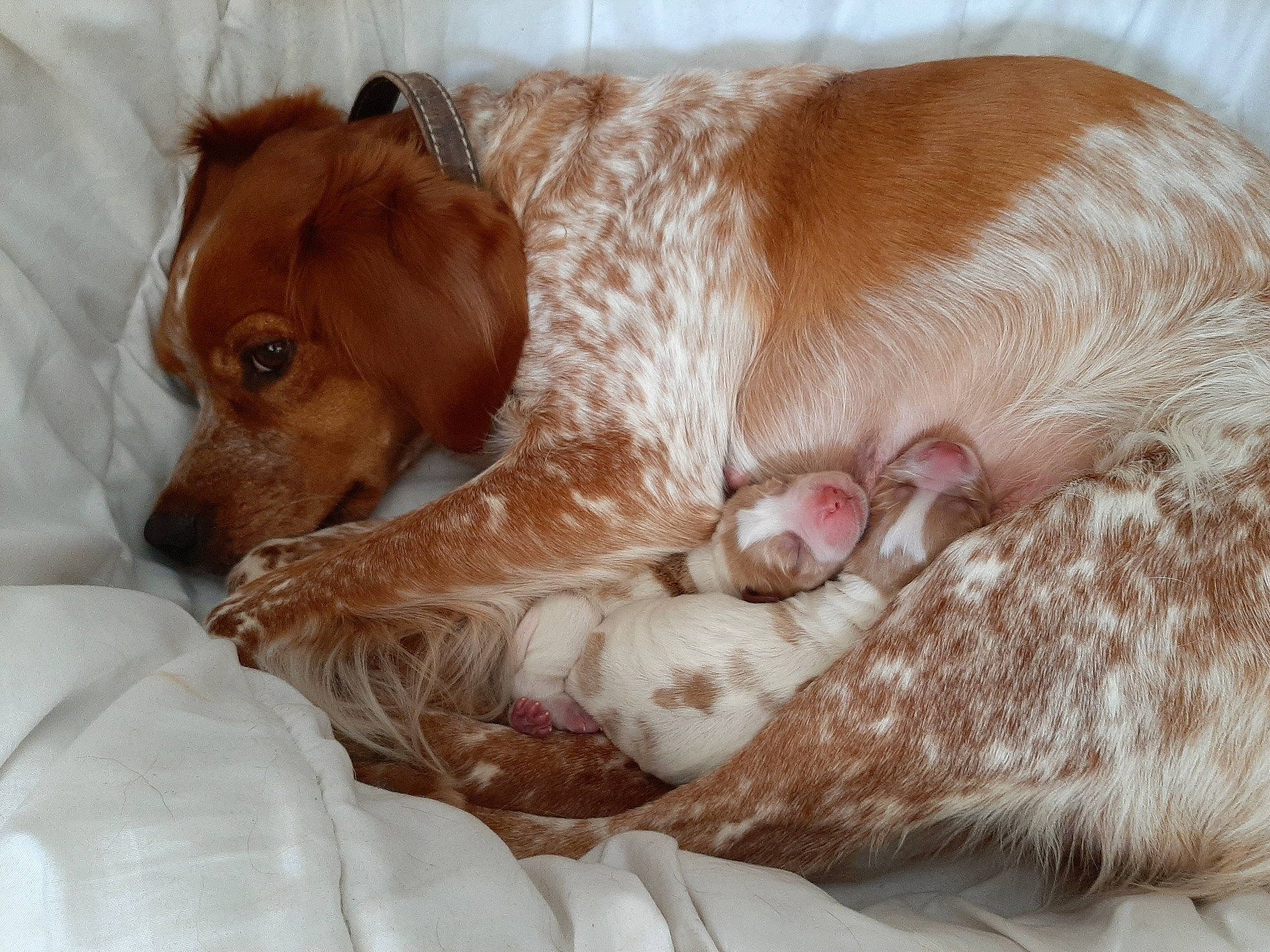 Neith participe au concours pour gagner de l'argent avec cette photo : brittany, canidae, carnivore, comfort, companion_dog, dog, dog_breed, fawn, fur, liver, paw, snout, sporting_group, whiskers, working_animal