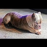 Zeus is registered to the contest to win money with this photo: dog, bulldog, canine, pet, animal, wrinkled, short_fur, lying_down, carpet, indoor, home, living_room, brown, white, purple_lighting, relaxed, paws, ears, portrait, photography