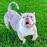 Zeus joined the competition — help win amazing prizes! animal, blue_eyes, bulldog, curled_tail, daylight, dog, facing_camera, grass, greenery, lawn, muscular, open_mouth, outdoor, pet, portrait, short_hair, smiling, standing, stocky, teeth