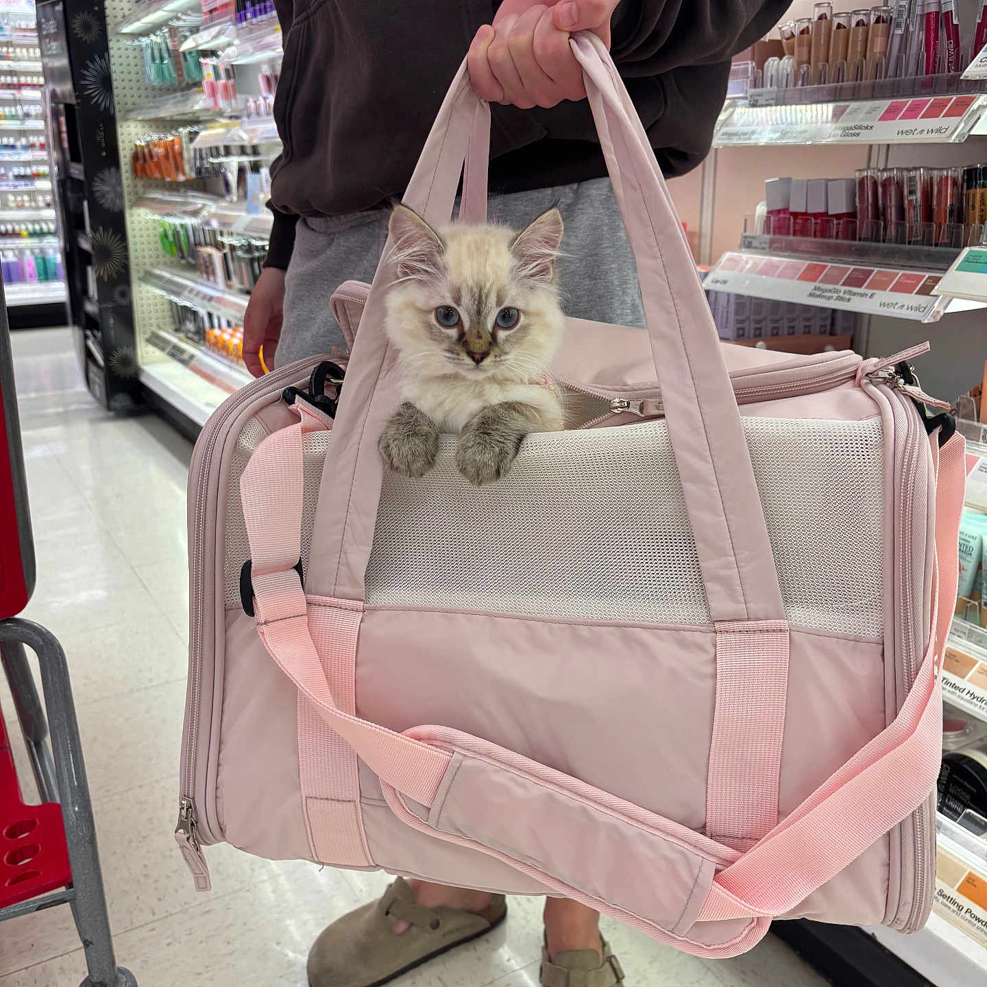 Sofia Amélie joined the competition — help win amazing prizes! blue_eyes, cat, cosmetics, curious, cute, floor, hand, kitten, makeup_shelf, mesh_panel, paws, person, pet, pet_carrier, pink, portrait, shopping_cart, slippers, store_aisle, strap