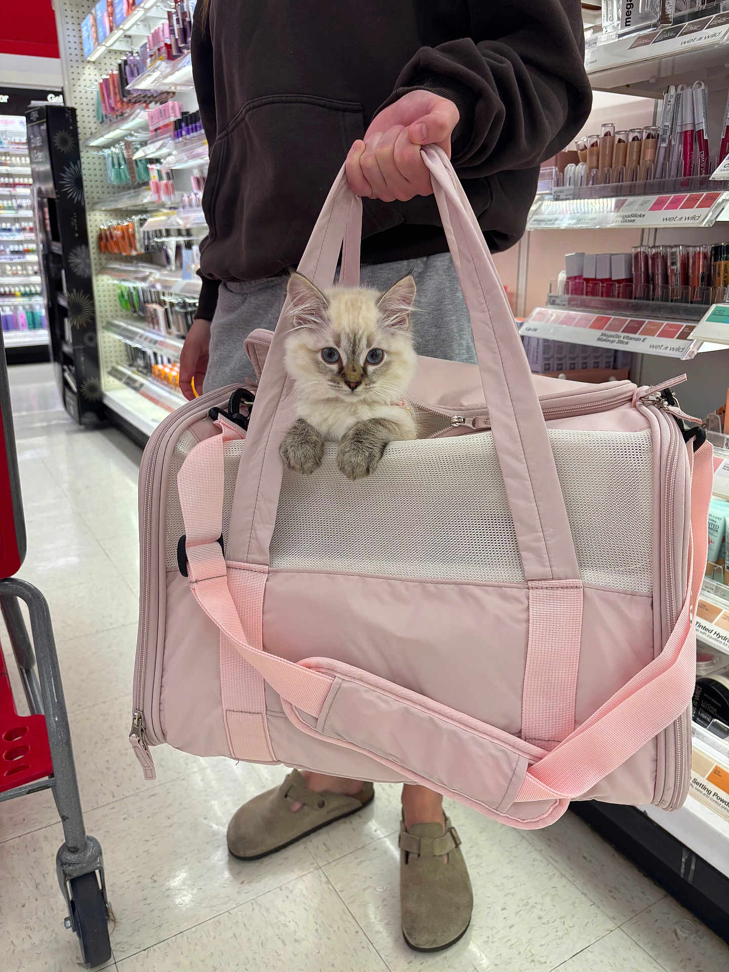Sofia Amélie joined the competition — help win amazing prizes! blue_eyes, cat, cosmetics, curious, cute, floor, hand, kitten, makeup_shelf, mesh_panel, paws, person, pet, pet_carrier, pink, portrait, shopping_cart, slippers, store_aisle, strap