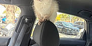 Sofia Amélie is registered to the contest to win money with this photo: blue_eyes, car_interior, car_seat, cat, curious, fluffy_fur, headrest, kitten, parked_car, parking_lot, paws, pet, pink_bag, portrait, rearview, seatbelt, sunlight, tree_outside, upholstery, window