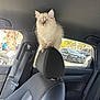 blue_eyes, car_interior, car_seat, cat, curious, fluffy_fur, headrest, kitten, parked_car, parking_lot, paws, pet, pink_bag, portrait, rearview, seatbelt, sunlight, tree_outside, upholstery, window
