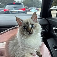 Sofia Amélie joined the competition — help win amazing prizes! adorable, blue_eyes, car_interior, cat, close_up, curious, dashboard, fluffy_fur, kitten, parked_car, paw, pet_carrier, pink_bag, portrait, rear_view, seat, travel, trees, whiskers, window