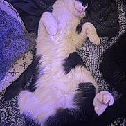 Minette participe au concours pour gagner de l'argent avec cette photo : animal, bed, black_and_white, blanket, cat, comfortable, cozy, cute, fur, fur_texture, indoor, lying_down, pattern, paws, pet, purple_light, relaxed, resting, sleeping, soft