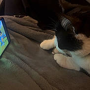 Minette a rejoint le concours — aidez-le/la à gagner de superbes lots ! cat, black_and_white, smartphone, cartoon, blanket, indoor, paw, watching, animal, pet, screen, technology, relaxing, cozy, closeup, feline, resting, device, entertainment, soft