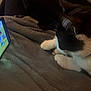 cat, black_and_white, smartphone, cartoon, blanket, indoor, paw, watching, animal, pet, screen, technology, relaxing, cozy, closeup, feline, resting, device, entertainment, soft