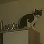 Minette a rejoint le concours — aidez-le/la à gagner de superbes lots ! cat, black_and_white, indoor, cabinet, wood, furniture, pet, animal, love_letters, decor, wall, sitting, quiet, calm, shadow, domestic, cute, feline, resting, still