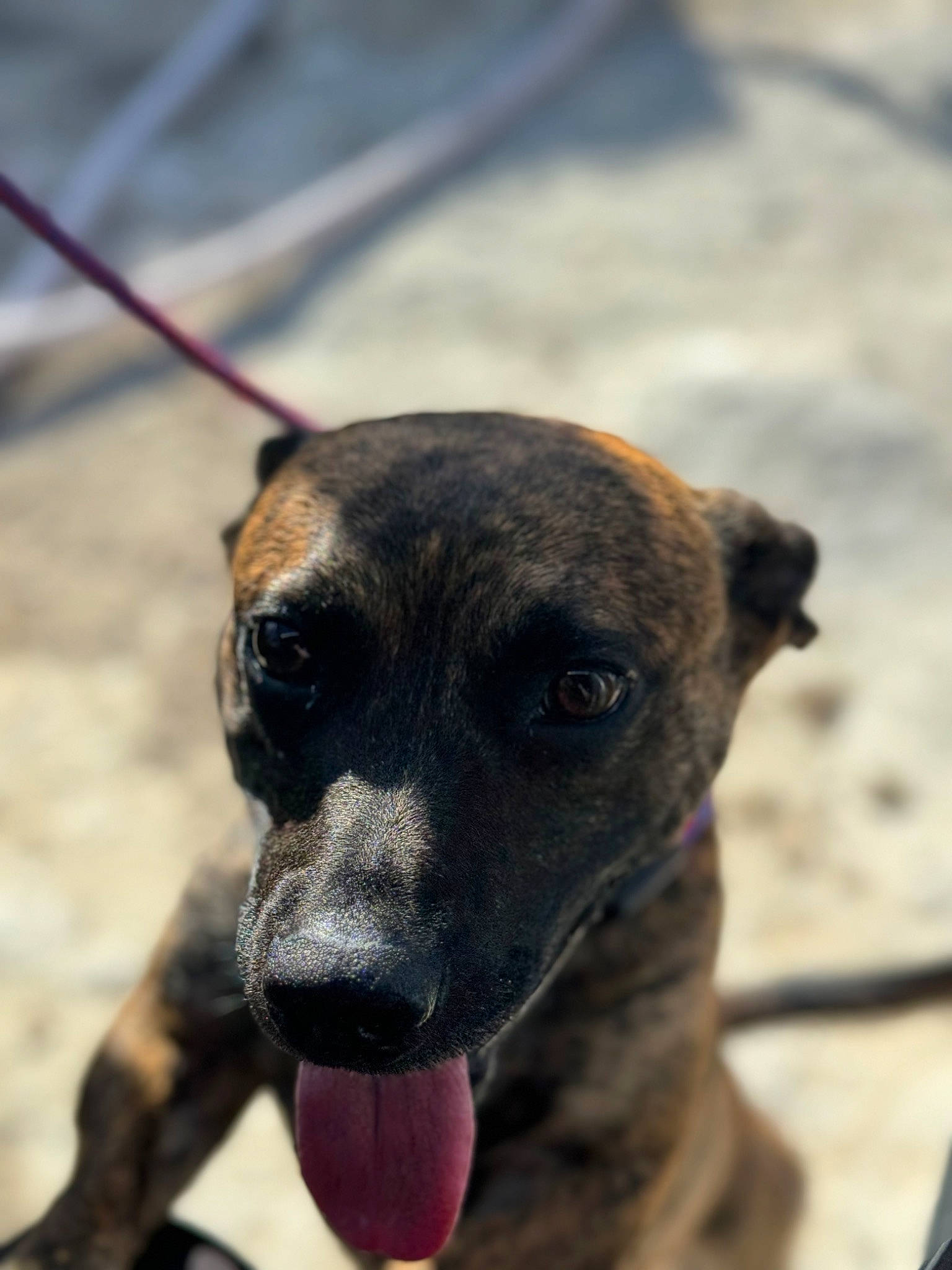 Yoda is registered to the contest to win money with this photo: canidae, carnivore, collar, companion_dog, dog, dog_breed, dog_collar, eye, fawn, fur, guard_dog, leash, pet_supply, plant, snout, sporting_group, terrestrial_animal, whiskers, window, working_animal