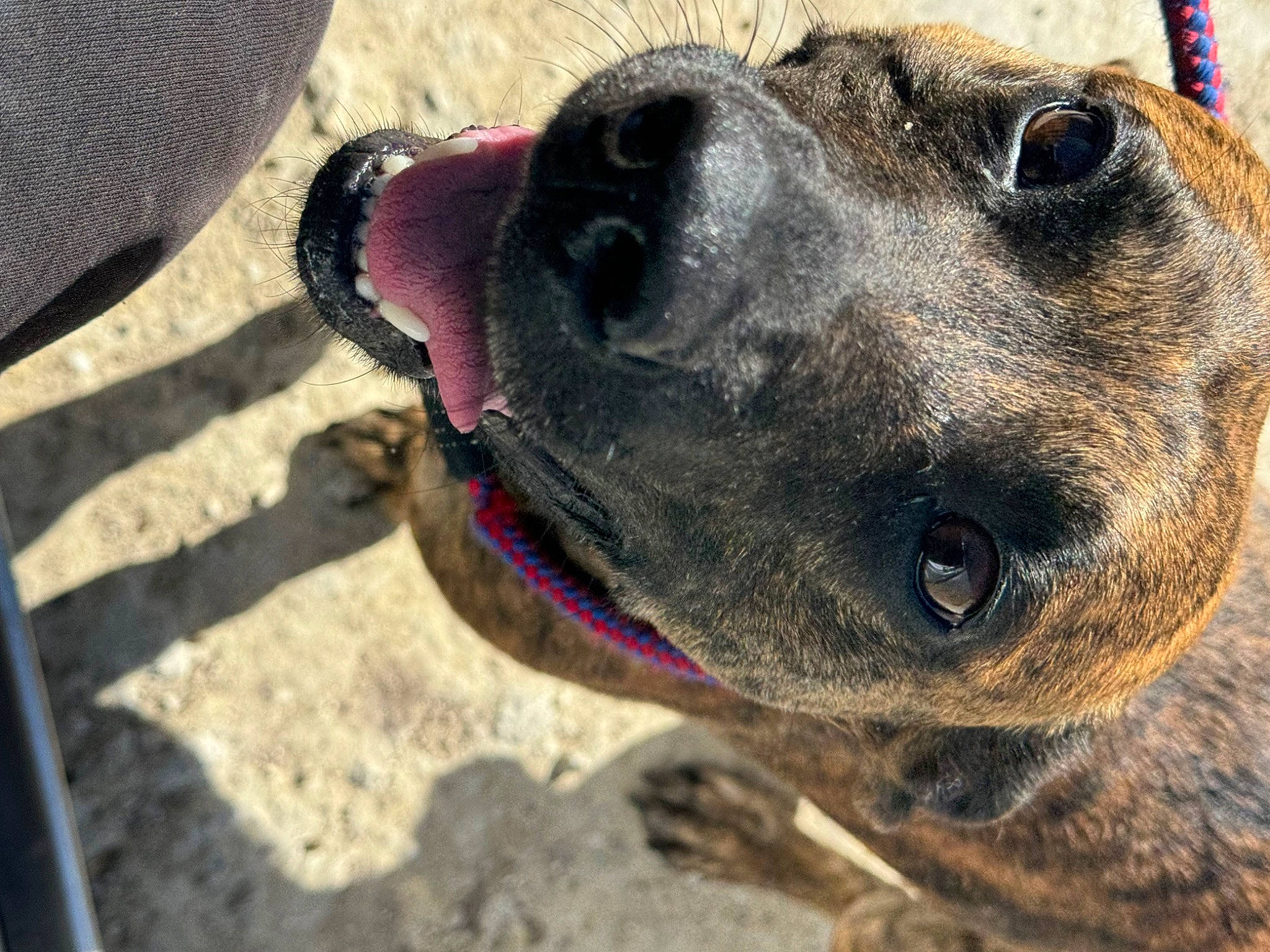 Yoda is registered to the contest to win money with this photo: australian_cattle_dog, canidae, carnivore, collar, companion_dog, dog, dog_breed, dog_collar, dog_supply, fawn, fur, guard_dog, leash, pet_supply, snout, sporting_group, terrestrial_animal, whiskers, working_animal, working_dog