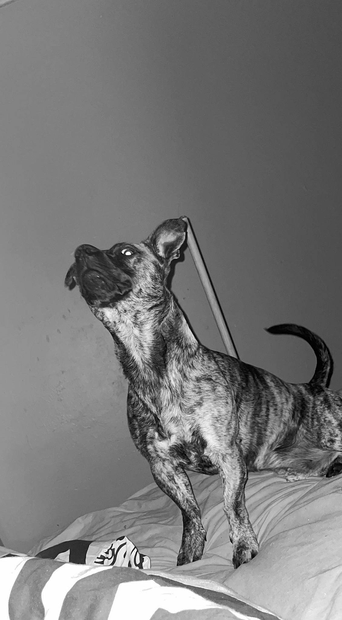 Yoda joined the competition — help win amazing prizes! art, canidae, carnivore, claw, dog, dog_breed, felidae, guard_dog, metal, monochrome, monochrome_photography, sighthound, small_to_medium_sized_cats, snout, sporting_group, tail, terrestrial_animal, toy, whiskers, working_animal