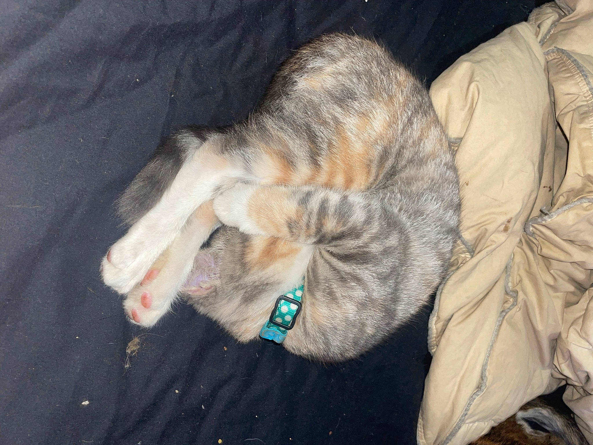 Zoey joined the competition — help win amazing prizes! canidae, carnivore, cat, claw, comfort, dog_breed, domestic_short_haired_cat, fawn, felidae, fur, grass, grey, paw, small_to_medium_sized_cats, snout, sporting_group, tail, textile, tree, whiskers