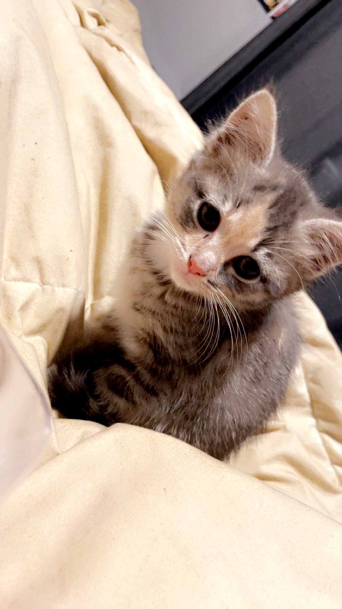 Zoey joined the competition — help win amazing prizes! bed, carnivore, cat, cat_bed, cat_supply, claw, comfort, domestic_short_haired_cat, fawn, felidae, fur, gesture, paw, small_to_medium_sized_cats, snout, whiskers