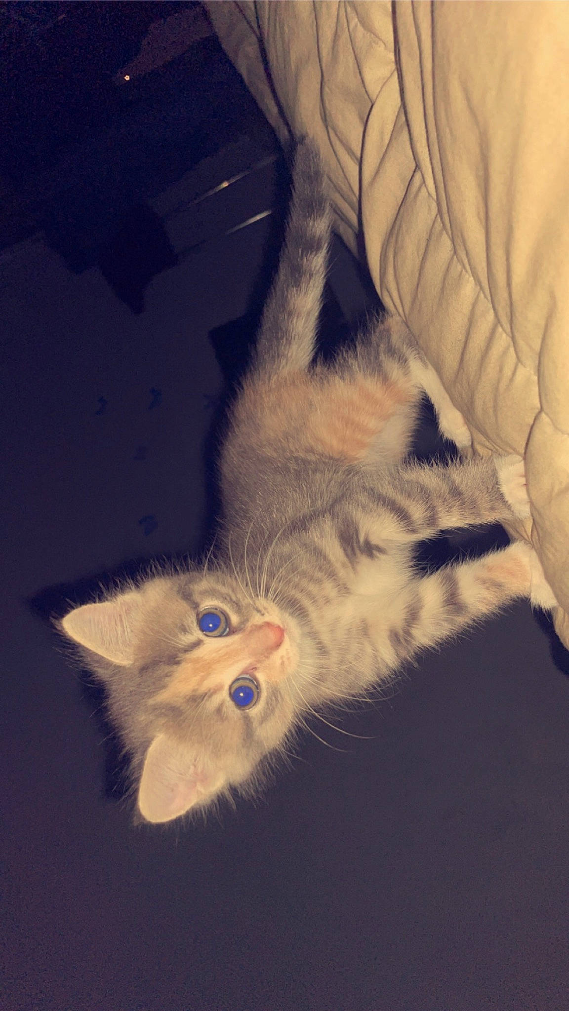 Zoey is registered to the contest to win money with this photo: art, carnivore, cat, claw, cloud, darkness, domestic_short_haired_cat, ear, felidae, fur, gesture, meteorological_phenomenon, paw, photo_caption, sky, small_to_medium_sized_cats, snout, tail, whiskers